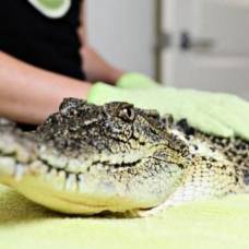 Спа-Процедуры для крокодила