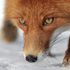 Фестиваль фотографов дикой природы montier-en-der. лисы камчатки