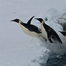 Как пингвины оценивают время погружения