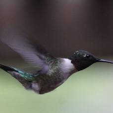 Как летают колибри
