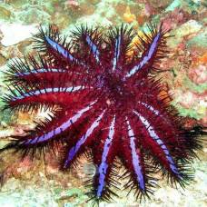 Морская звезда терновый венец (acanthaster planci)