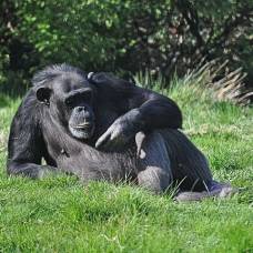 Как шимпанзе предупреждают друг друга об опасности