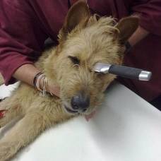 Собака белла выжила после ножевого ранения в голову