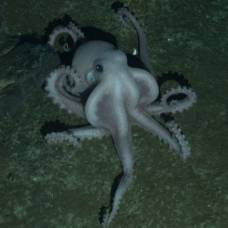 У берегов антарктиды нашли бледного осьминога и десятки других новых видов