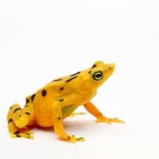 Панамская золотая лягушка (panamanian golden frog)