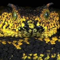 Неизвестная ранее цветная рогатая змея найдена в танзании