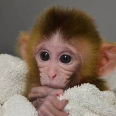 Cозданы первые в мире генетически модифицированные обезьяны