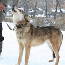 Гибриды волков с собаками терроризируют забайкальских скотоводов