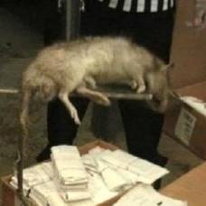 Фотография гамбийской крысы взбудоражила англоязычный интернет