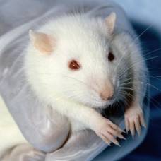 Ученые с помощью чипа успешно восстановили двигательные функции крысы