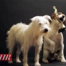 В голливуде учредили кинопремию для собак