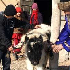 В казахстане живет теленок, у которого шесть ног и три рога