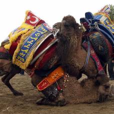 Фестиваль верблюжьих боев в турции