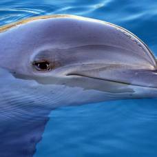 Дельфины могут запоминать и повторять звуки спустя время