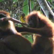 Почему вегетарианцы орангутаны едят медленных лори