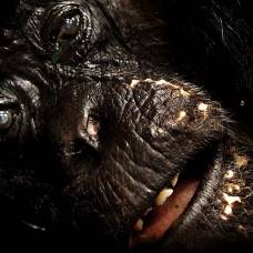 Как ветеринары спасали 73-летнюю шимпанзе
