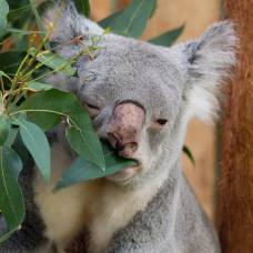 Пьет ли коала воду?