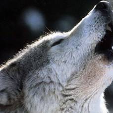 Язык и повадки волков