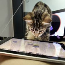 Разработаны игры на ipad специально для развлечения кошек