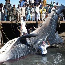 Мертвую китовую акулу, найденную у побережья пакистана, продали за $19 тыс.