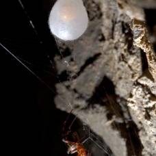 Учёные обнаружили самую растягиваемую паутину