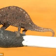 Найден самый маленький хамелеон в мире