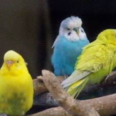 Интересные факты о волнистых попугайчиках