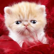 1 марта в россии отмечается день кошек