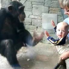 Шимпанзе и малыш
