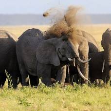 Братство слонов