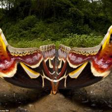 Во время прогулки фотограф снял одну из крупнейших бабочек в мире