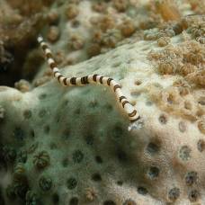 Морской червь ramisyllis multicaudata счастливый обладатель тысячи хвостов