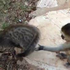 Котёнок и обезьянка - забавная парочка