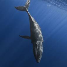 Интересные факты о китах
