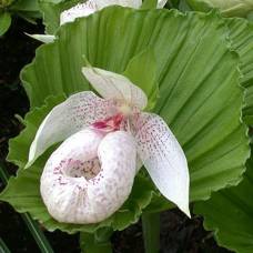 Башмачок, или венерин башмачок (лат. cypripedium)