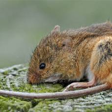 Мышь-Малютка (лат. micromys minutus)