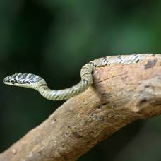 Интересные факты о змеях