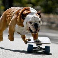 Английский бульдог tillman - самая спортивная собака