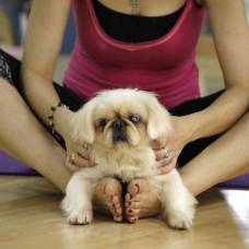 Дога-Йога - новомодная зарядка для людей и собак