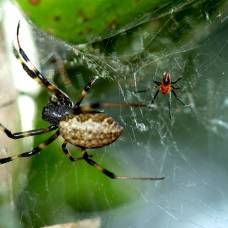 Самцы пауков nephilengys malabarensis спасаются от каннибализма став евнухами