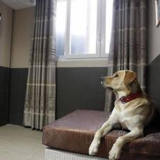 Отель для собак acutel dogs в париже