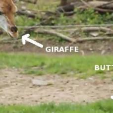 Маленький жираф баринго забавно ловит бабочку