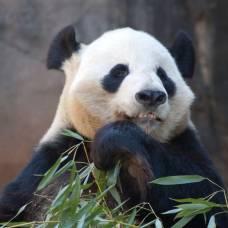 Интересное о бамбуковом медведе