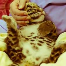Забавный котенок дымчатого леопарда