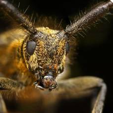 Макроснимки насекомых от ондрей пакан