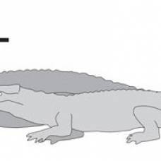 Восьмиметровый доисторический крокодил питался нашими предками