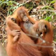 Орангутан и малыш