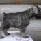 Бесподобные щенки миниатюрного шнауцера (цверг шнауцер) ждут своего хозяина. Уникальная собака, сост...
